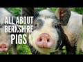 Berkshire Pigs: All You Need to Know