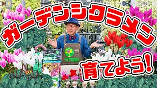 パンジービオラにも負けないお花! さぁ!大人気の【ガーデンシクラメン】を育ててみよう♪寄せ植え・鉢植えに!【教えて服部さ～ん!】