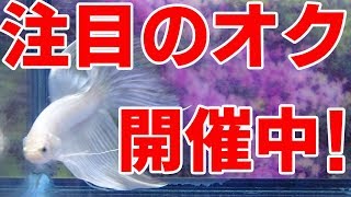 【3月3日はひなまつり】日曜の夜は9時から60匹1分勝負！