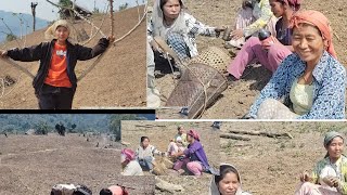 Rice cultivation traditional konyak naga style..