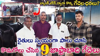 బ్యాంకు లోన్ ద్వారా రైతులు కొన్న 9 జాఫ్రా బాధి గేదెల ధరలు? 9392532685 | Bunny Buffloes for sale