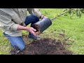 how to plant avocado trees