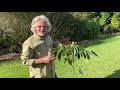 how to plant avocado trees