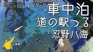 犬連れ旅・車中泊【道の駅つる ①】忍野八海は \