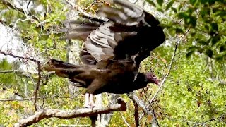 Turkey Vultures Roosting \u0026 Sunbathing In Georgia