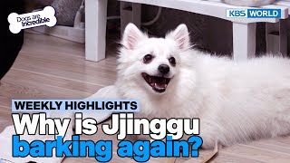 [Weekly Highlights] I must protect my mom! [Dogs Are Incredible] | KBS WORLD TV 240514