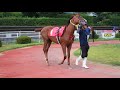 高知競馬　今年初めての新馬戦2歳＜パドック＞　2018年7月29日　p7290011