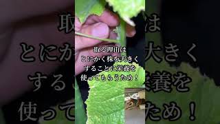 キュウリ栽培でのわき芽の取り方　#shorts #家庭菜園 #プランター栽培