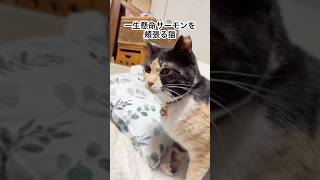 美味しそうにサーモンを頬張る元野良猫 #猫 #ぬこ #ねこ #猫のいる暮らし