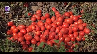 Tonlarla pomidor sahələrdə çürüyür... Kiloqramını 10 qəpiyə alan yoxdur...