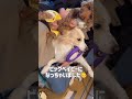 大好きな人に会ったら犬が泣き出しました...【ボーダーコリー】 shorts