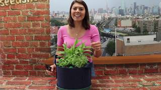 How to Harvest Thyme