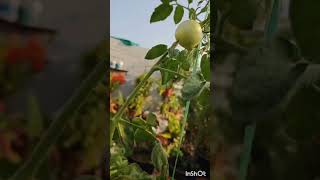 Sri Nivas గారి  terrace garden ఎంత బాగా ఉందో చూడండి. మిద్దె మీద ఇలా maint చేయటం చాలా కష్టం.