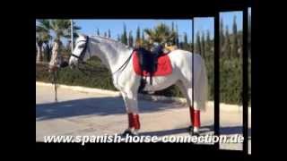 Hispano-Lusitano Showstallion