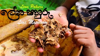 Lena Pahuru (ලේන පහුරු) Lena Mashroom (හතු) Village Healthy Food Prepared By Pam mama's kitchen