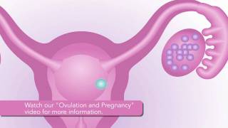 Ovulation and Pregnancy