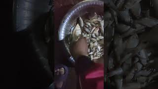 മഴക്കാലവും മീൻ പിടിത്തവും 😍🐟/#fish /#fishing /#fishingvideo/#shorts /#shortvideo