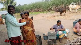 கரும்பு நாற்று பண்ணை | Sugarcane nursery farm