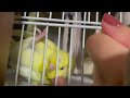 セキセイインコをとにかく撫で続けるだけの動画part2 budgie