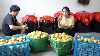 Xiaoli use 150 kilos of yellow peaches to make wine，I'm drunk once thinking about it