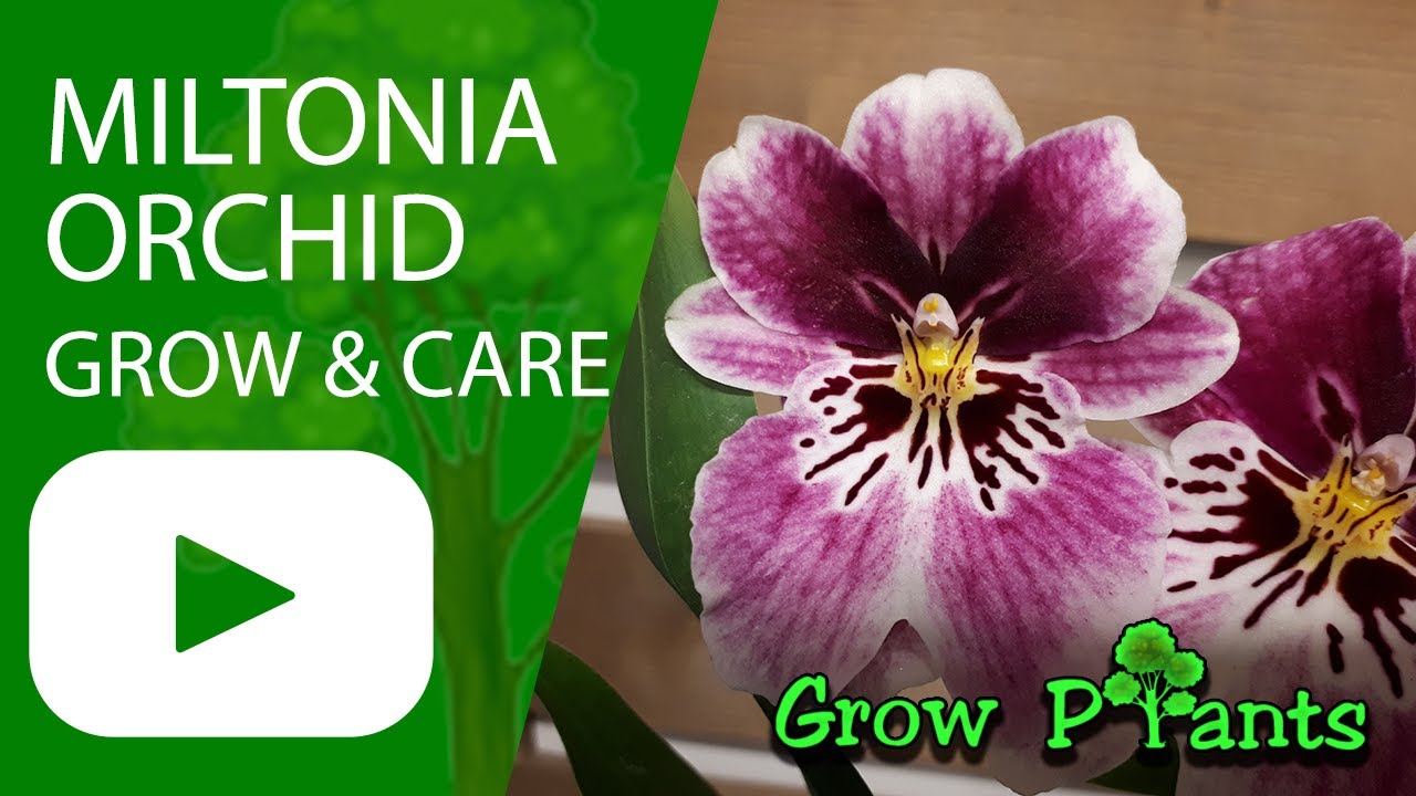 Miltonia Orchid - Grow & Care (Pansy Orchid) - YouTube