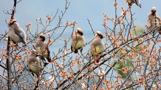 野鳥　ヒレンジャク（緋連雀）