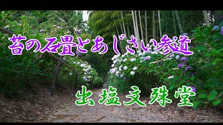 苔の石畳とあじさい参道　　出塩文殊堂　山形市村木沢　＃紫陽花　＃あじさい