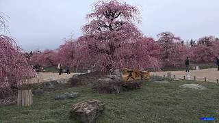 鈴鹿の森庭園 しだれ梅まつり4K