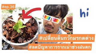 เปลี่ยนดินกวักมรกตด่าง ลดปัญหาการรากเน่าช่วงฝนตก #ep.36