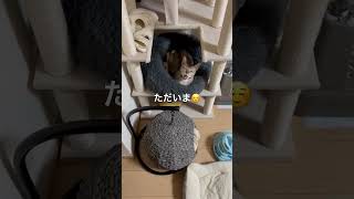 猫達のお留守番_2日目