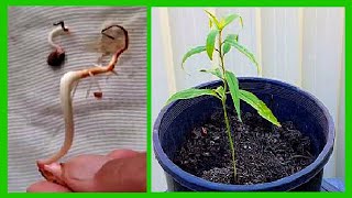 How To Grow Nectarine Tree from Seed: Nectarine Seed Germination