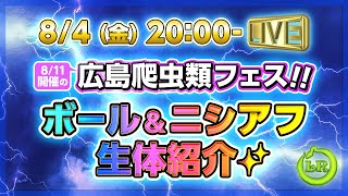 【8/4(金)20時〜 生配信】広島爬虫類フェスで販売するボール＆ニシアフ生体紹介ライブ‼️✨