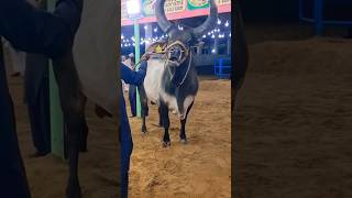 Biggest Chand Bail | Kia Price Hony Chaiyay? Cow Video #ytshort #shorts #shortvideo #dangerous