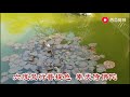 《海会莲池》，真好听