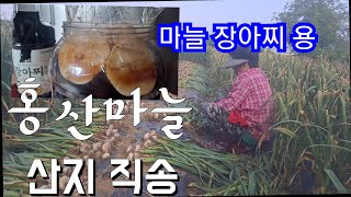 산지직송 서산 #장아찌용 #홍산마늘 주문은 문자로