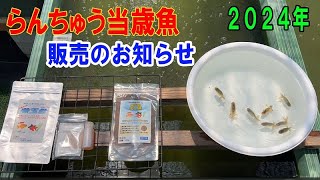 2024年らんちゅう当歳魚販売のお知らせ