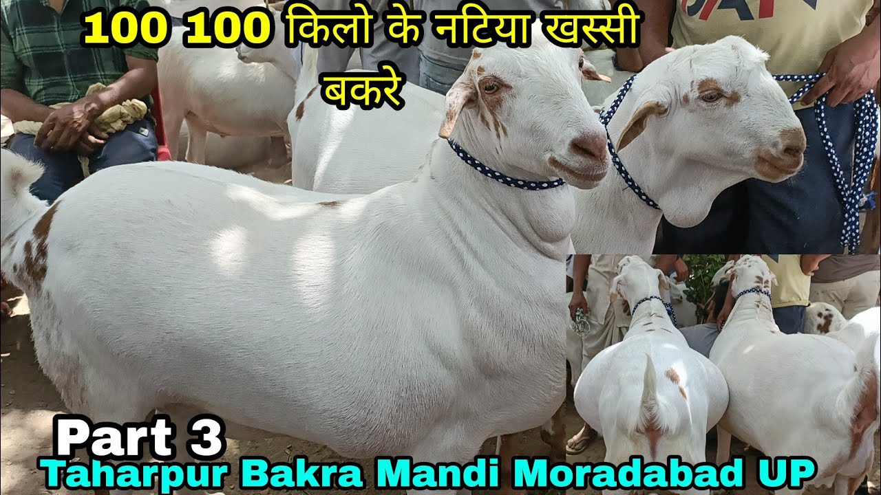 Ek Ek Khassi Bakre Ka Rate Jane Taharpur Bakra Mandi Moradabad UP - YouTube