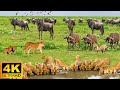 4K African Animals: Kilimanjaro National Park - Amazing African Wildlife Footage with Real Sounds