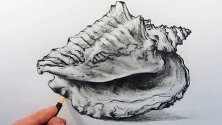How to Draw a Shell: Pencil Drawing