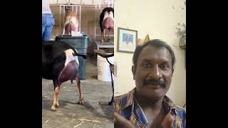 இதுதான் ஒரிஜினல் பால் ஆடு #goat