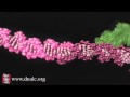 Mechanism of Recombination