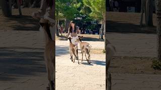 外国人のもっともの楽しみセンベイ与え💖 奈良公園 | JAPAN Deer Nara Park #deerpark  #animals