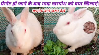 प्रेग्नेंट रैबिट को क्या खिलाया जाता है? How To Care Pregnant Rabbit?Pregnant Rabbit Ko Kya khilayen