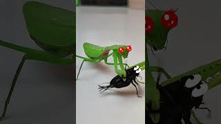 What happens if the mantis meets a beautiful cricket? #mantis #insects #funny #meme