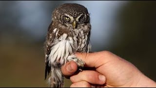 Sperlingskauz /die kleinste in Mitteleuropa heimische Eule /Smallest Owl in Europe