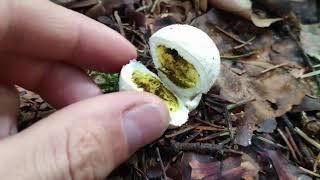 pestle puffball - Handkea excipuliformis - Fungi Channel