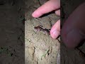 tree frog funny jump boing boing funny frog video catching frogs challenge funny frog