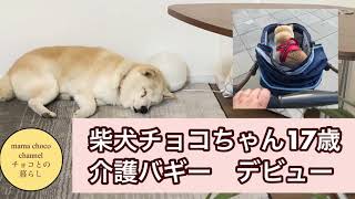 柴犬チョコちゃん17歳　介護バギーデビュー