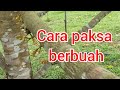 Cara paksa pokok durian berbuah