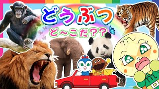 【子供向け野生動物のアニメ】アンパンマンと学ぼう☆ライオン、クマ、ゾウ、ワニ、キリンなど、一般的な15種類の野生動物の名前を一緒に学びましょう【子供が喜ぶ 動物の知育動画】